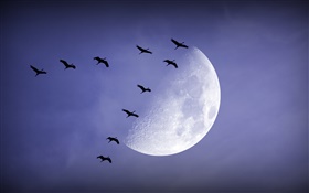 Noite, lua, pássaros voando, céu