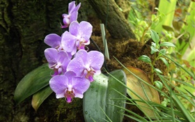 Orquídea, phalaenopsis, flores roxas, gotas de orvalho