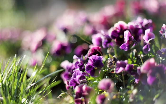 Amor-perfeito, flores roxas, violeta, primavera Papéis de Parede, imagem