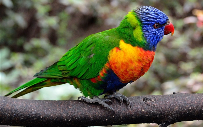 papagaio close-up, penas coloridas Papéis de Parede, imagem