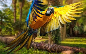 vôo do papagaio, asas HD Papéis de Parede