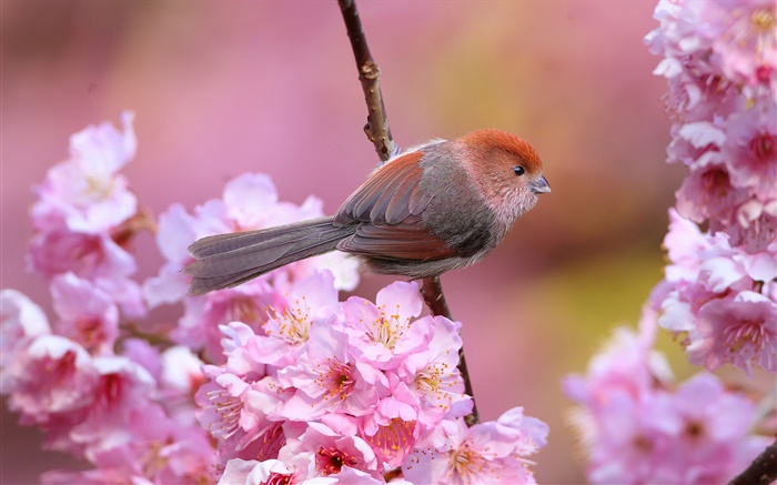 flores cor de rosa, pássaro, jardim, primavera Papéis de Parede, imagem