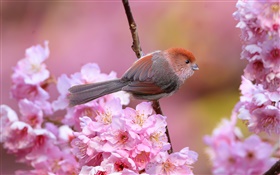flores cor de rosa, pássaro, jardim, primavera