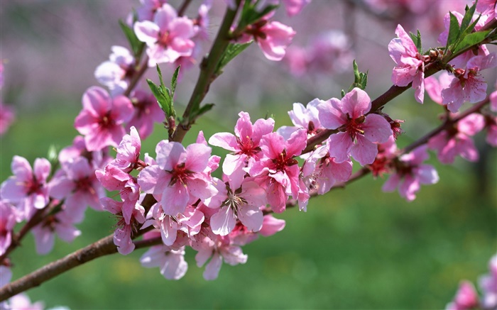 flores cor de rosa, árvore, galhos, primavera Papéis de Parede, imagem
