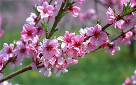 flores cor de rosa, árvore, galhos, primavera