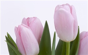 tulipas, flores, folhas, gotas de água-de-rosa HD Papéis de Parede
