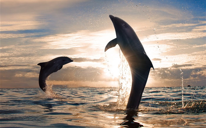 Brincalhão golfinhos jumping, respingos de água, mar, pôr do sol Papéis de Parede, imagem