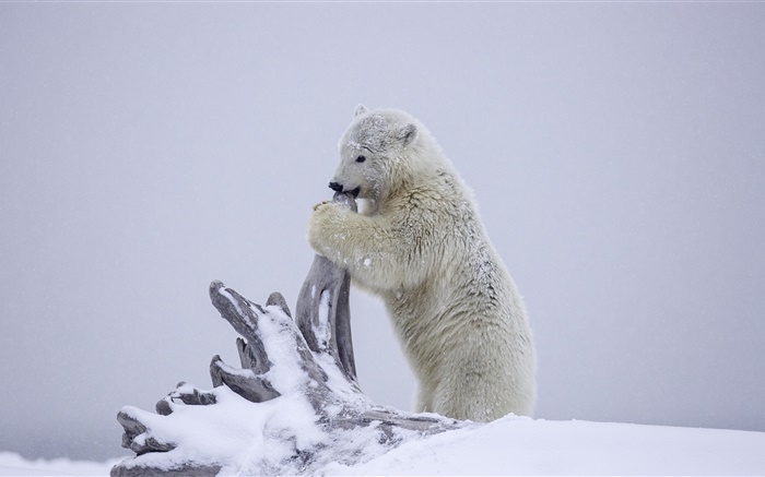urso polar, urso cub jogo, inverno, neve, Alaska Papéis de Parede, imagem