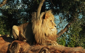 Predador, leão resto, árvore, folhas HD Papéis de Parede