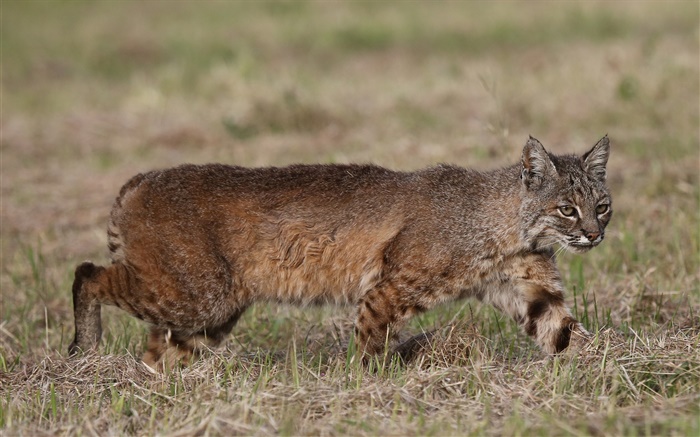 Predador, caça lynx Papéis de Parede, imagem
