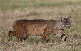 Predador, caça lynx HD Papéis de Parede