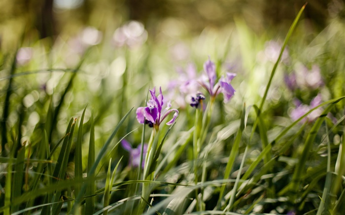 orquídea, flores, grama verde roxo Papéis de Parede, imagem