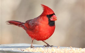 penas vermelhas pássaro, bico, macro