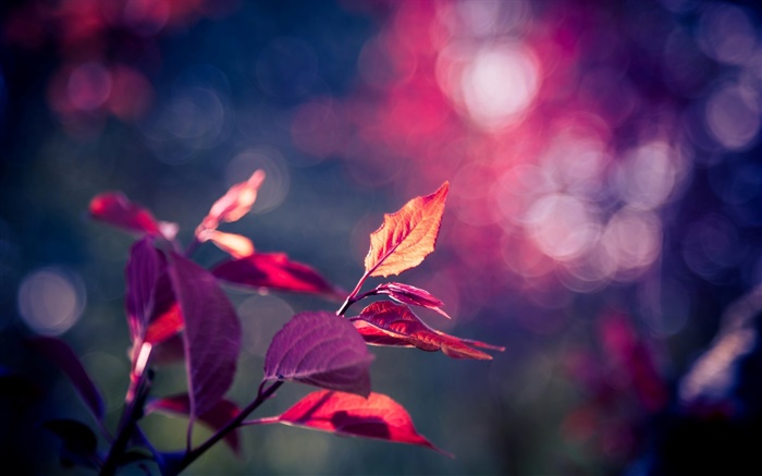 Folhas vermelhas fotografia macro, roxo, bokeh, brilho Papéis de Parede, imagem