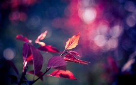 Folhas vermelhas fotografia macro, roxo, bokeh, brilho