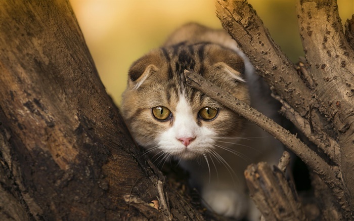 Scottish Fold gato, gatinho, olhos, árvore Papéis de Parede, imagem