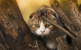 Scottish Fold gato, gatinho, olhos, árvore