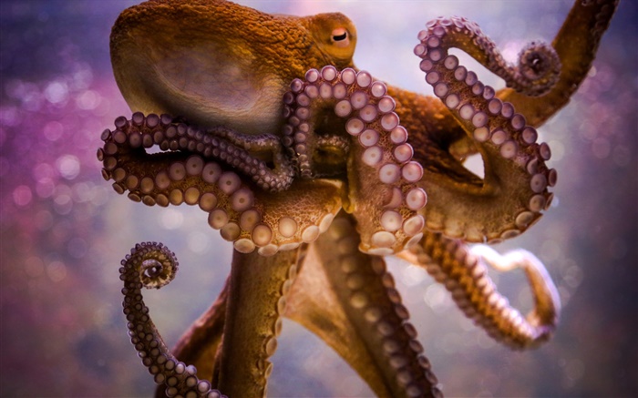 animais de mar, polvo, tentáculos, otários Papéis de Parede, imagem