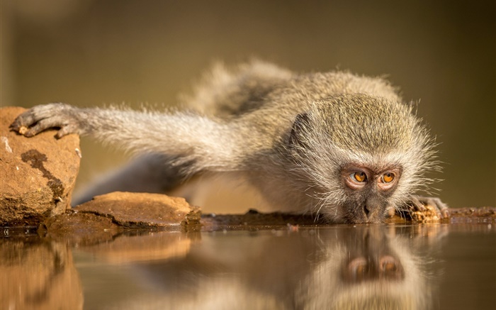 Sul-Africano, macaco comer água Papéis de Parede, imagem