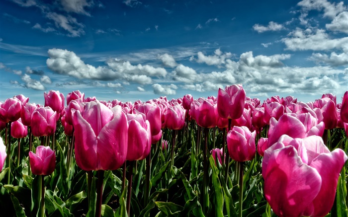 Primavera, tulipas roxas, campo de flores Papéis de Parede, imagem