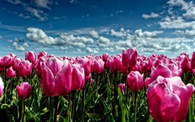 Primavera, tulipas roxas, campo de flores