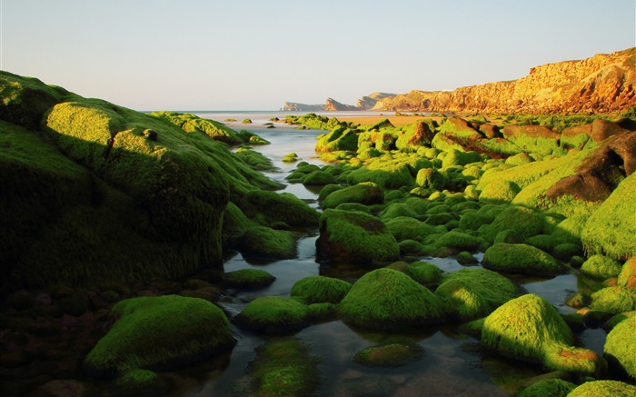 Pedras, rochas, algas, mar, musgo Papéis de Parede, imagem
