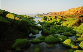 Pedras, rochas, algas, mar, musgo HD Papéis de Parede