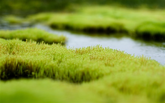 Pântano, grama verde, água Papéis de Parede, imagem