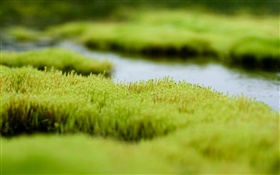 Pântano, grama verde, água HD Papéis de Parede