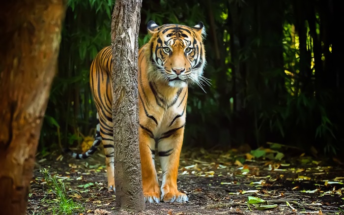 Tiger na floresta, listras Papéis de Parede, imagem