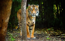 Tiger na floresta, listras HD Papéis de Parede