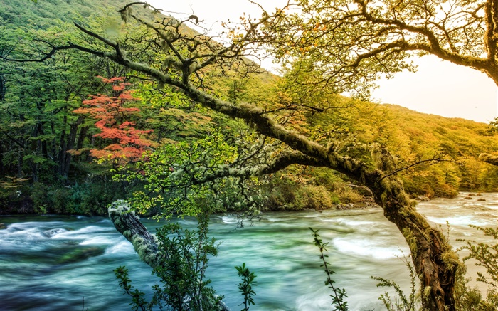 Árvores, rio, montanha, musgo verde Papéis de Parede, imagem