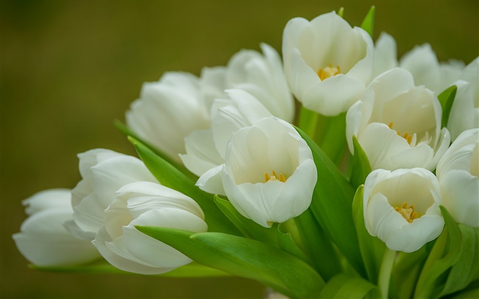 Tulipas, flores brancas, bouquet Papéis de Parede, imagem