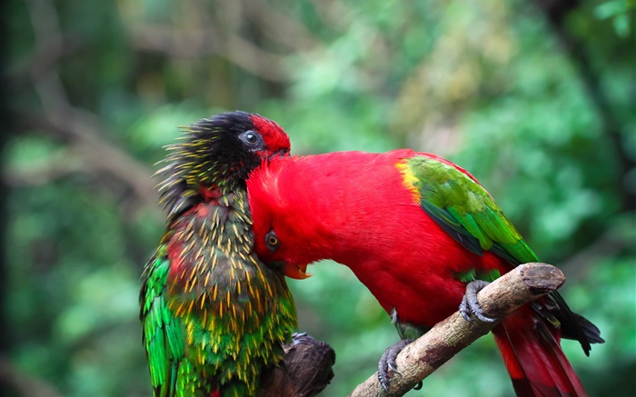 Dois papagaios, casal, cores Papéis de Parede, imagem