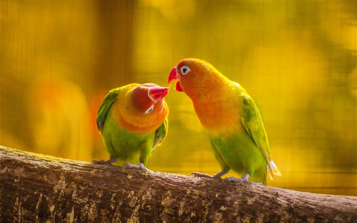 Dois papagaios, ramo de árvore, borrão Papéis de Parede, imagem