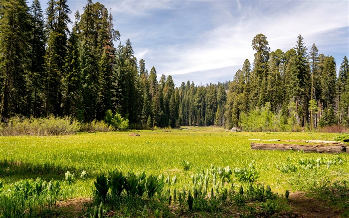 EUA, Califórnia, Sequoia National Park, floresta, árvores, grama Papéis de Parede, imagem
