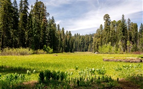 EUA, Califórnia, Sequoia National Park, floresta, árvores, grama