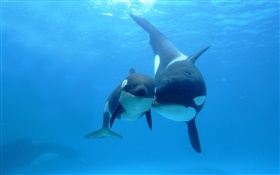 Baleias, oceano, mãe e filho