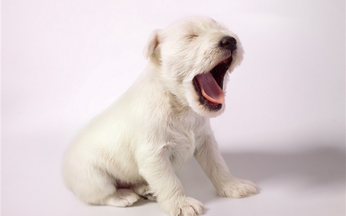 cão branco, bonito bocejo filhote de cachorro Papéis de Parede, imagem