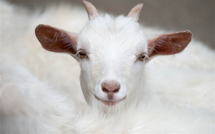 Branco cabra, chifres, face, orelhas Papéis de Parede, imagem