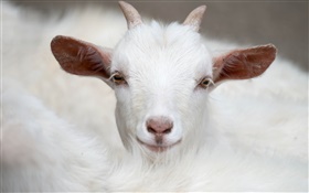 Branco cabra, chifres, face, orelhas
