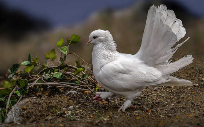 pombo branco, penas, pássaro Papéis de Parede, imagem