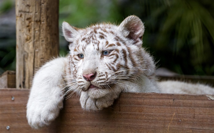 tigre branco, gato grande, olhos azuis Papéis de Parede, imagem