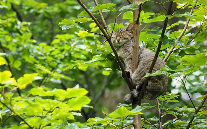 Gato selvagem do sono na árvore, folhas verdes Papéis de Parede, imagem