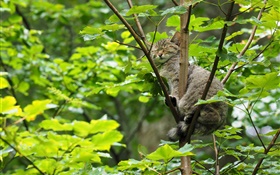 Gato selvagem do sono na árvore, folhas verdes