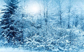 Inverno, árvores, abeto vermelho, branco da neve