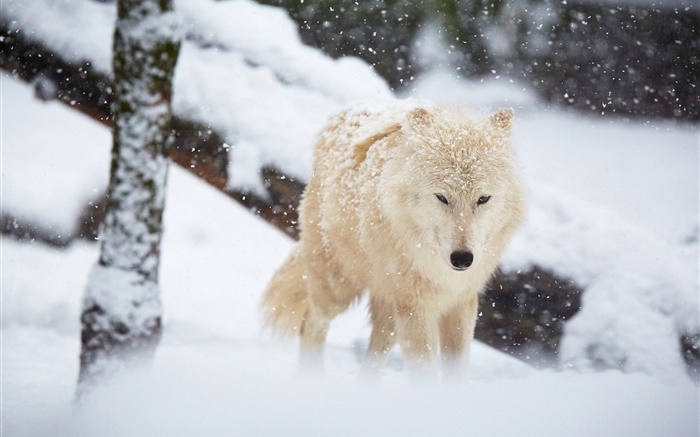 Inverno, lobo, neve Papéis de Parede, imagem