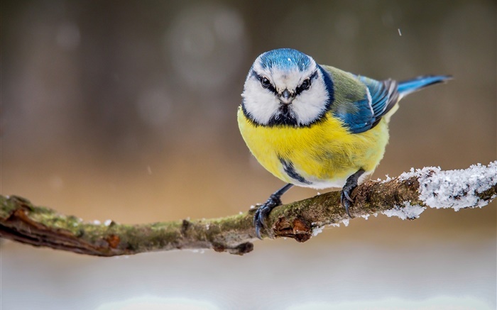 Inverno, amarelo penas pássaro branco azul Papéis de Parede, imagem