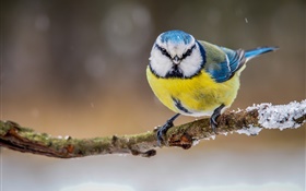 Inverno, amarelo penas pássaro branco azul
