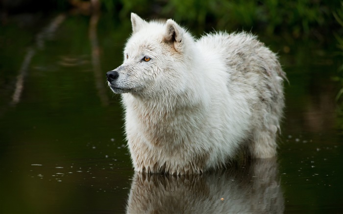Lobo no rio Papéis de Parede, imagem